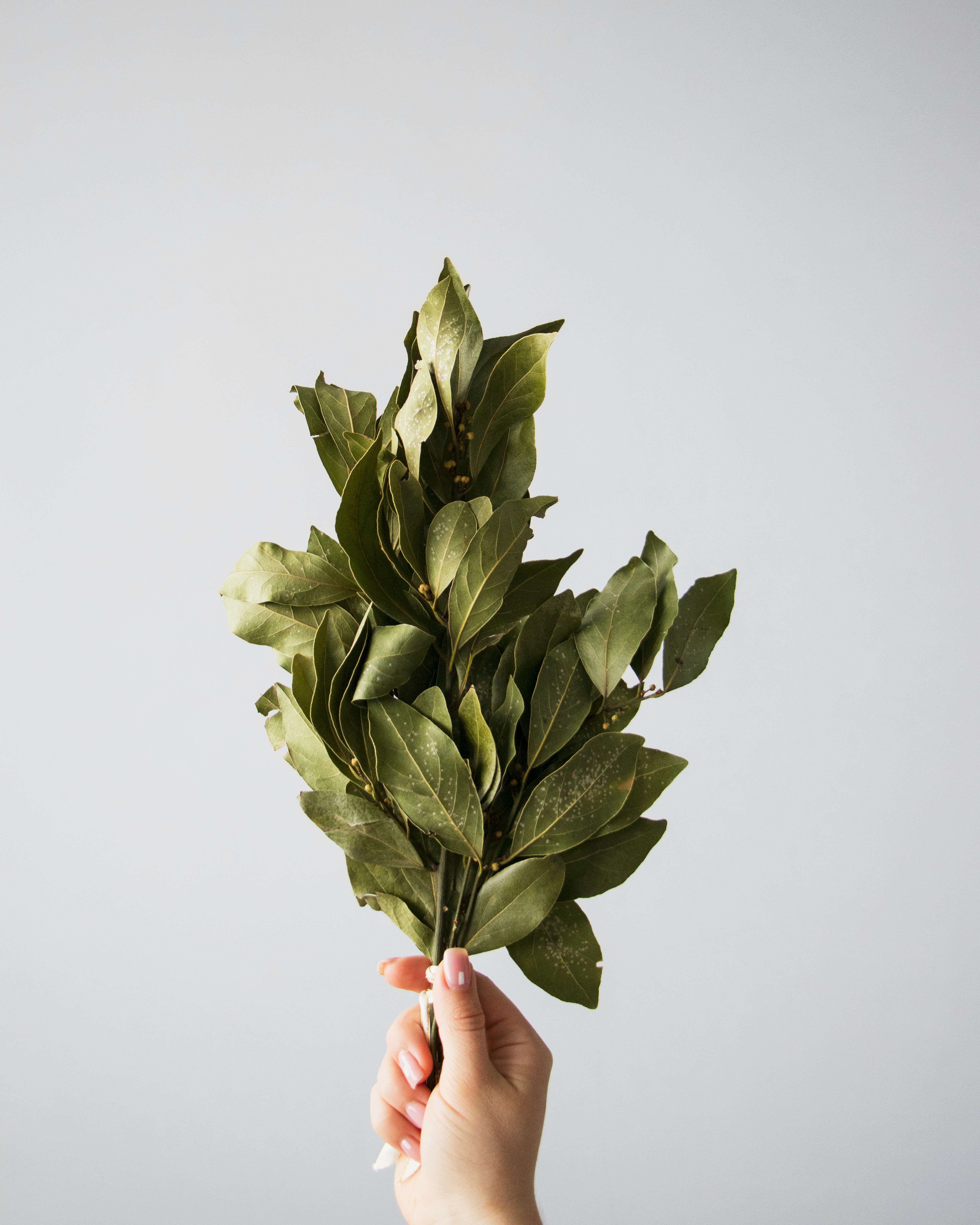 Bay Leaves